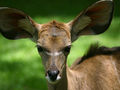 Młode kudu wielkiego. Fot. Kevin Walsh (kevinzim) from Oxford, England, źródło: http://commons.wikimedia.org/wiki/File:Young_kudu_with_big_ears_%28Kenya%29.jpg, dostęp: 13.01.15

